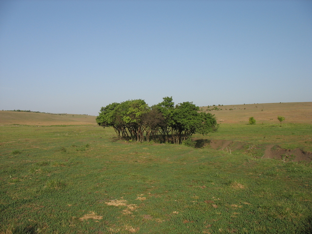 Кустарник в степи