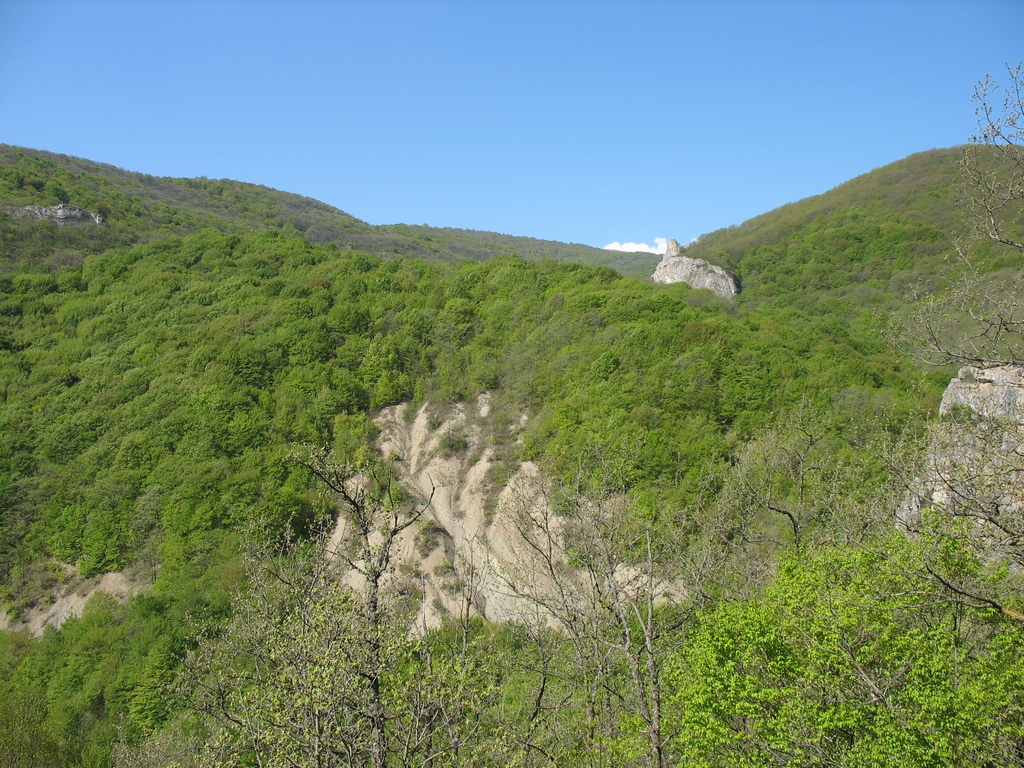 Лес с высоты